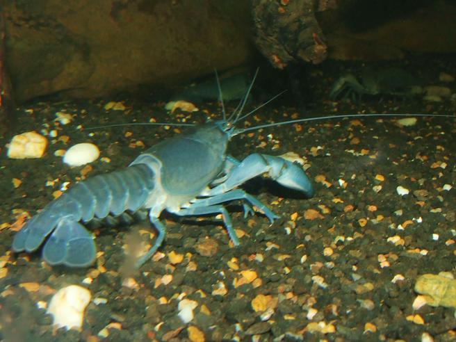 Eudunda Club hold Yabbie Races & Giant SLAB Draw