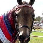 Eudunda Show Horses In Action - A Winner