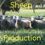 Sheep production … from the beginning