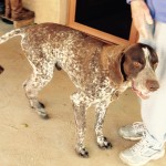 UPDATE – Owner Found for German Shorthair Dog