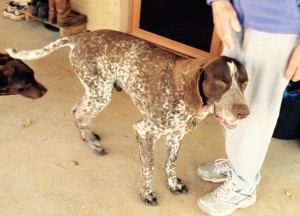 German Shorthair Dog Lost at Neales Flat