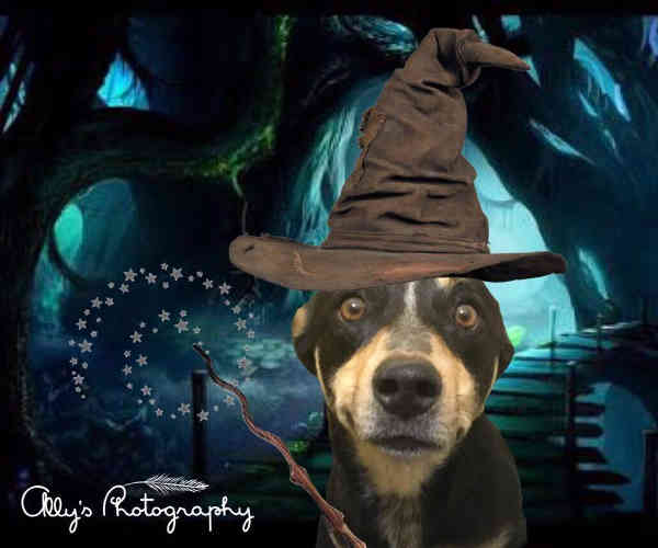 Allys Photography - Dog n Hat- 600x500c30