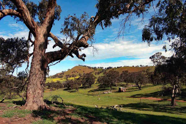 Lavender Federation Trail - Map 4 - Dutton to Eudunda