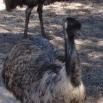 Animals in Eudunda Fauna Park