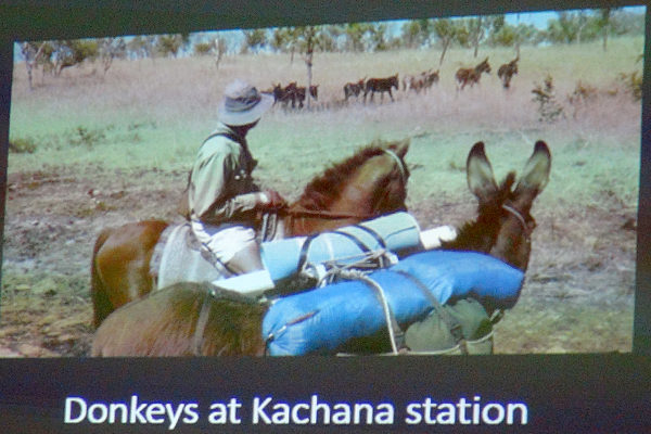 Donkeys at Kachana Station